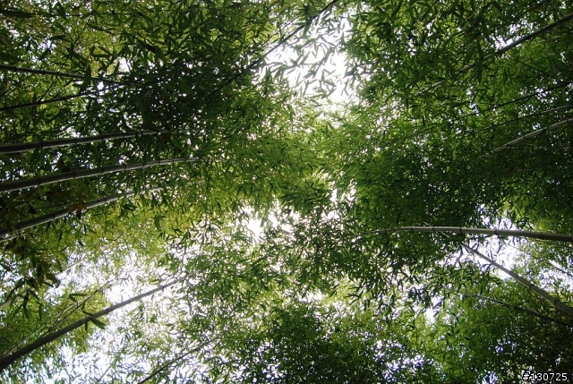 苗栗南庄一日趴趴走(貓咪 神仙谷 小吃) 圖爆多