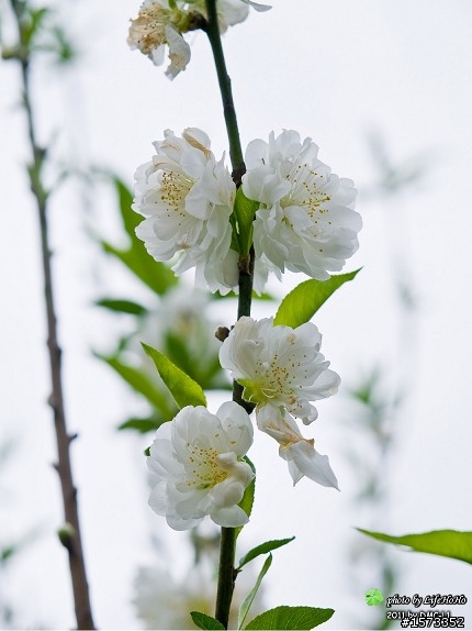 [景點分享] 木柵貓空杏花林賞花行