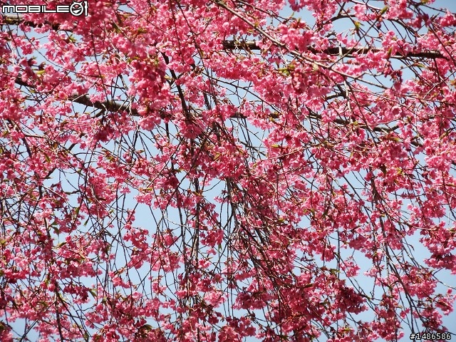 賞櫻花