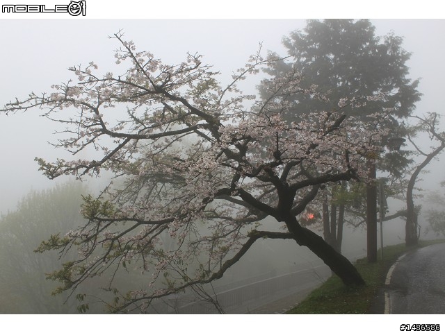 賞櫻花