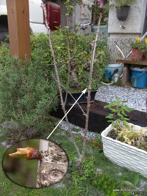 庭院。花草。家