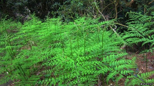 20110226來去高雄寶來小關山林道off road
