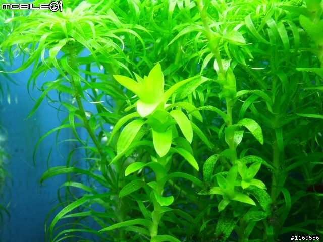 還未成景的南美草缸，給大家笑一笑