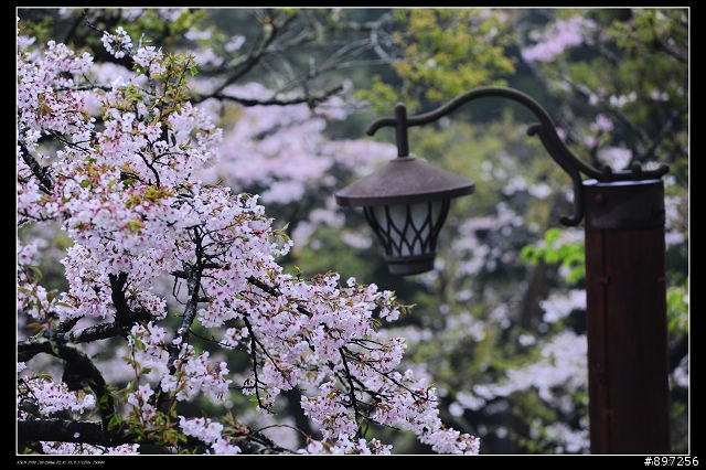 D-700之阿里山花季試拍