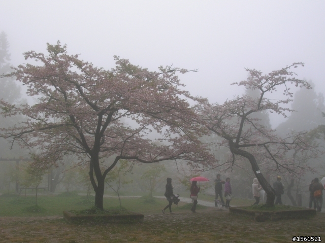 2011-0326阿里山霧中獨騎