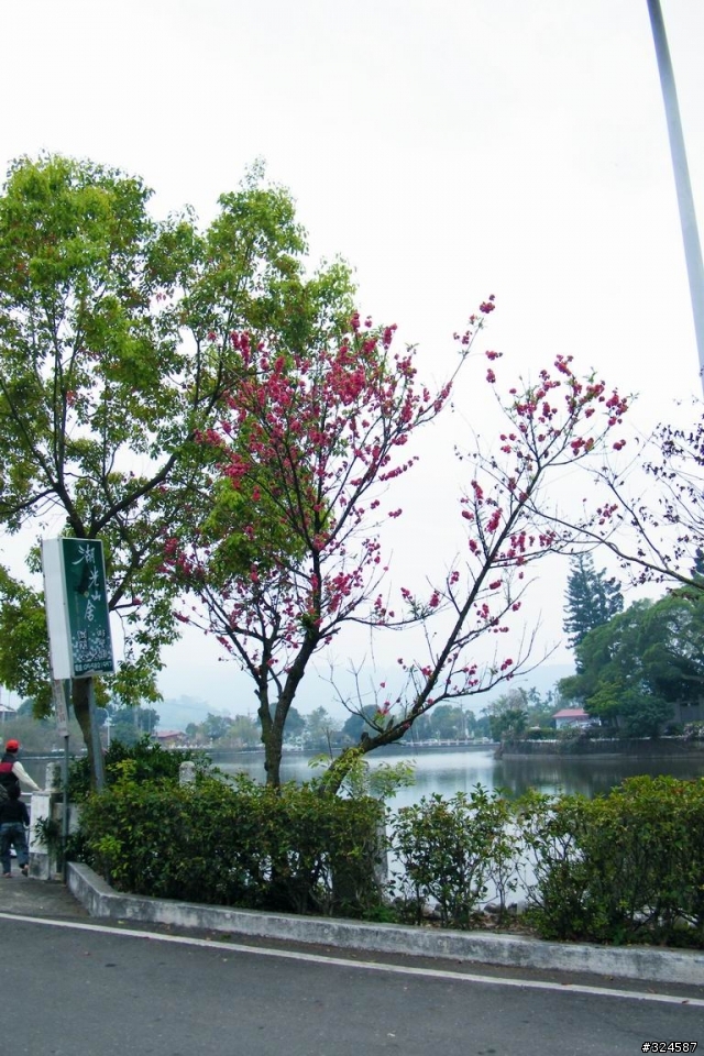 去騎摩拖車吧~之尋找南部櫻花篇