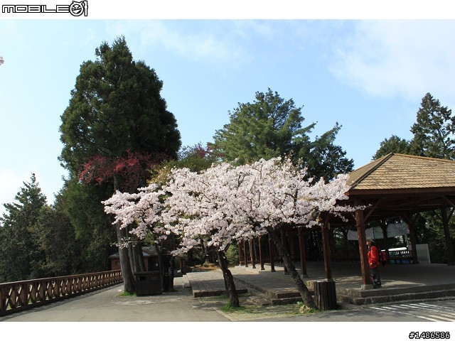 賞櫻花