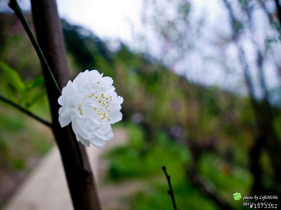 [景點分享] 木柵貓空杏花林賞花行