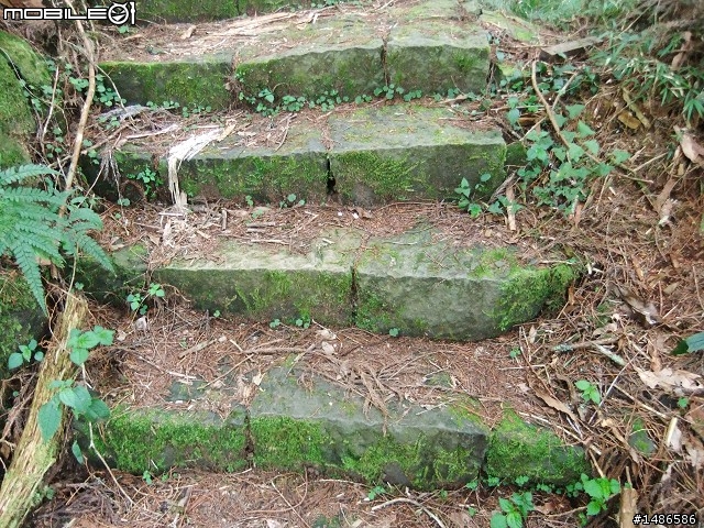 賞櫻花