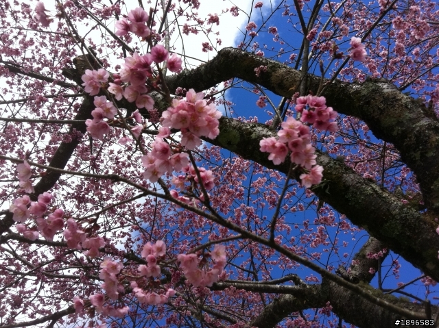 新光部落國小賞櫻2011-3-20