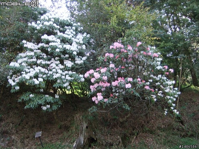 賞櫻花