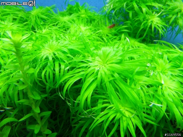還未成景的南美草缸，給大家笑一笑
