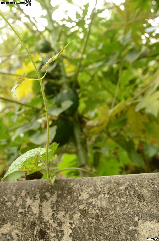 斗六最後的秘境：舊警察宿舍[已移除門牌等部分]