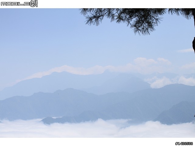賞櫻花