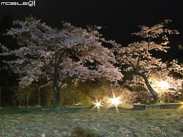 賞櫻花