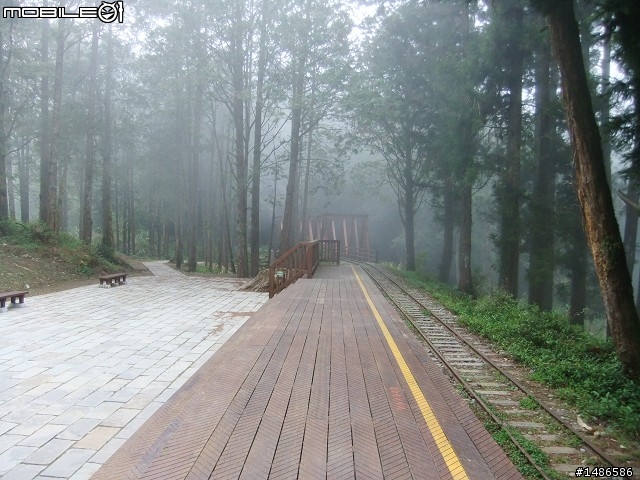 賞櫻花