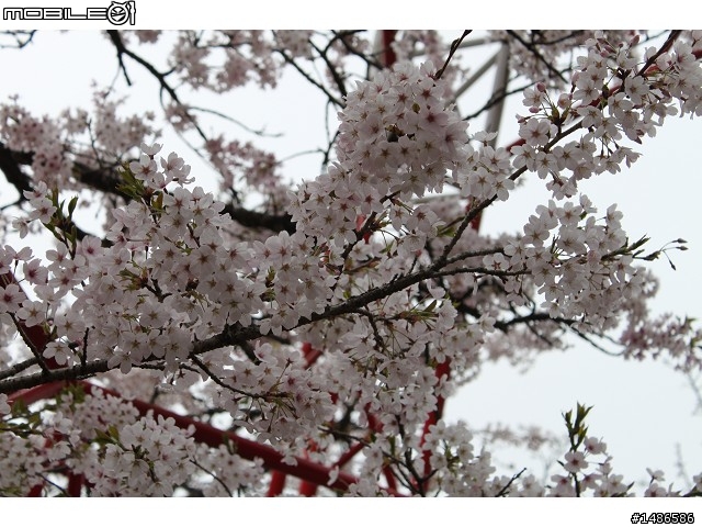 賞櫻花