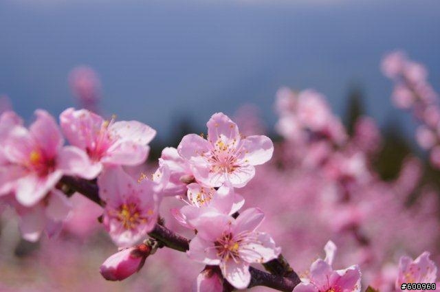 避開人群 福壽山賞桃花