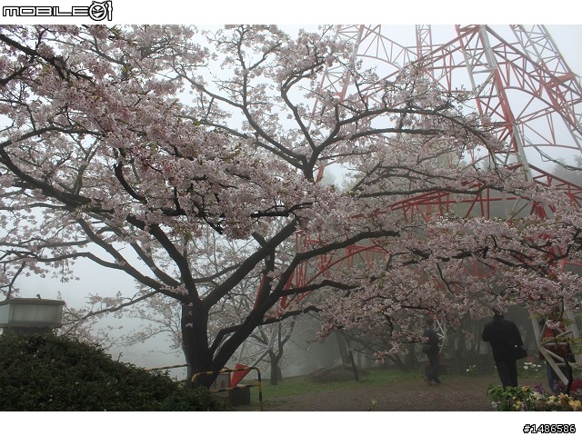 賞櫻花