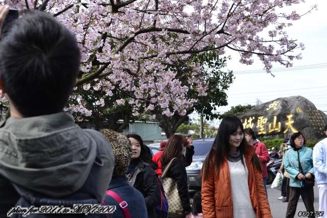 d3100 賞櫻之旅新手貼.原圖..再請大大們從新給意見