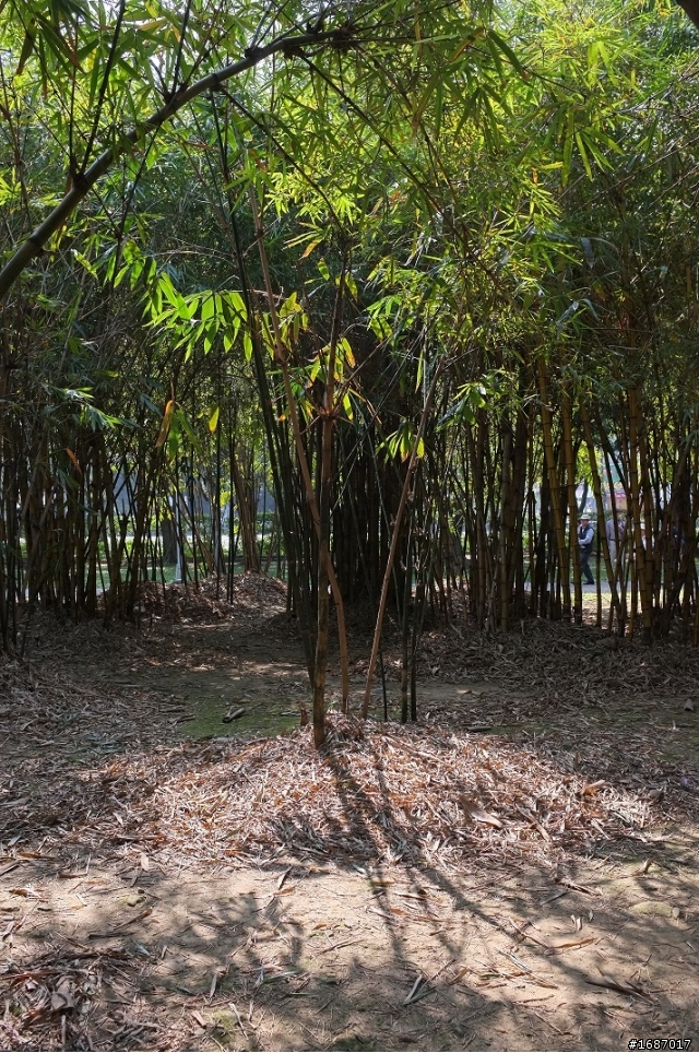 Fujifilm X100 大溪老街及大安森林公園隨拍