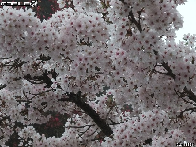 賞櫻花