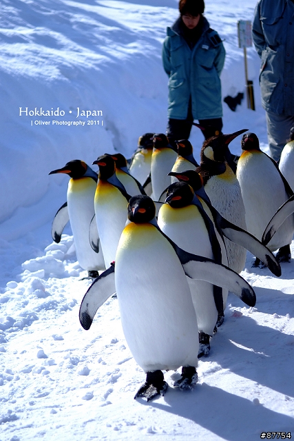 FUJI S5 PRO - 2011年冬の雪北海道之旅