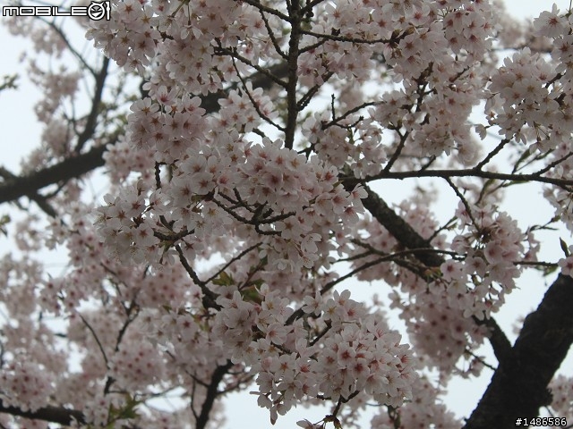 賞櫻花