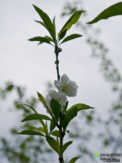 [景點分享] 木柵貓空杏花林賞花行