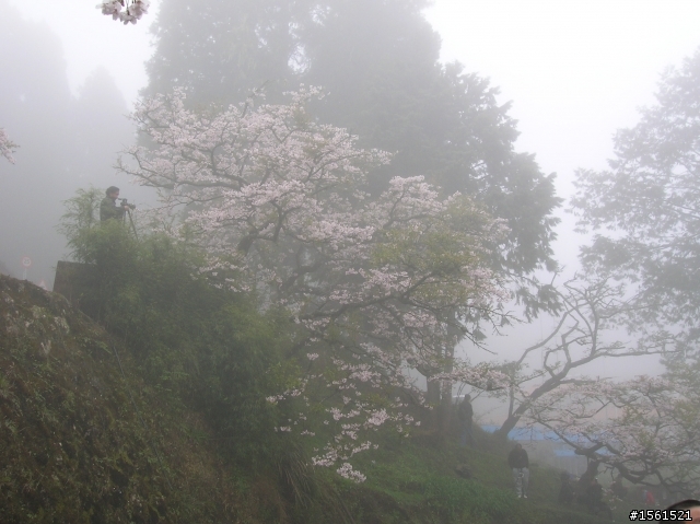 2011-0326阿里山霧中獨騎