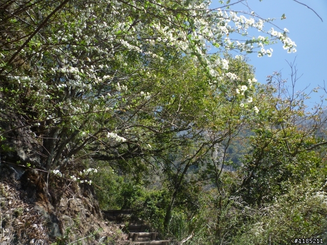 玉山國家公園八通關古道紀行第二章【雲龍瀑布仙境傳說】
