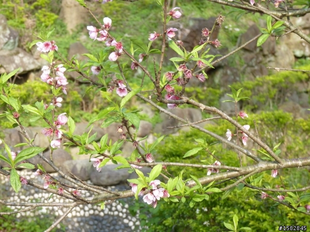 2/28新竹新埔一日遊