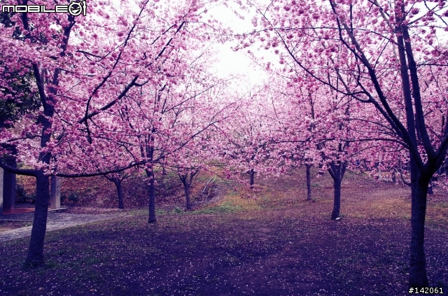 3/4更新完結~追隨p妹的腳步其實只有一小步並不是p妹的一大步及泥土與雨水淬煉的小紅.... 2/24當天來回~武陵農場與櫻花的對話