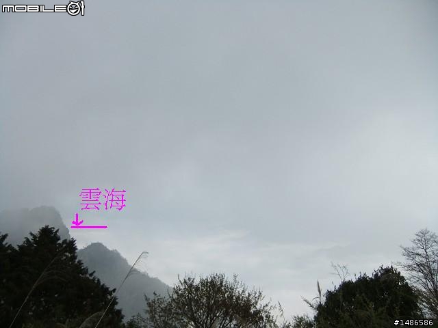 賞櫻花