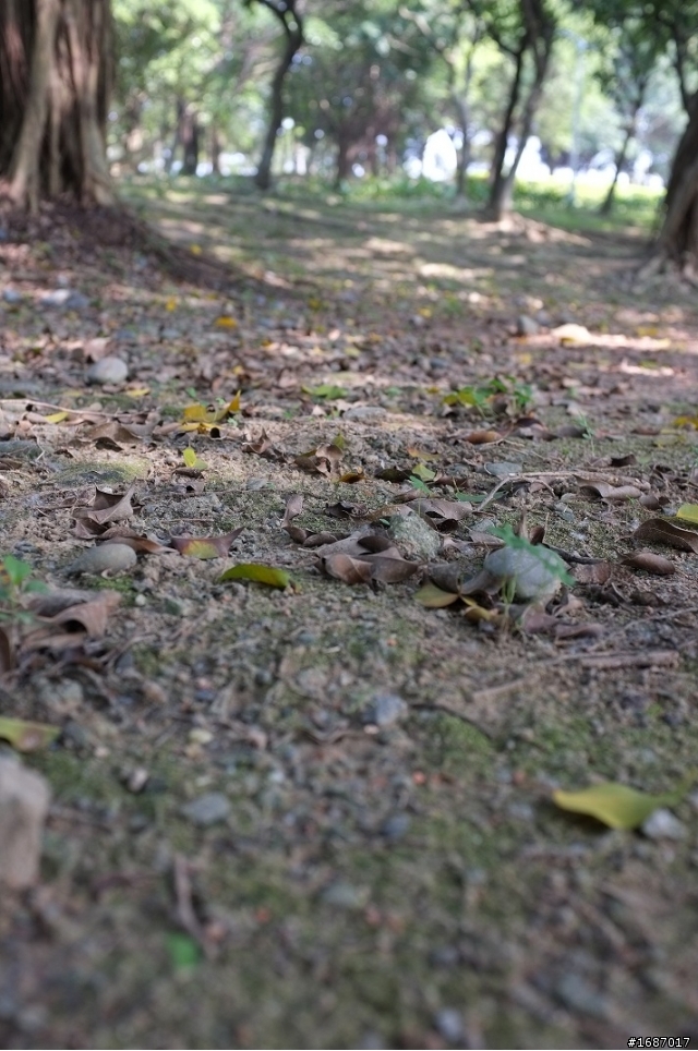 Fujifilm X100 大溪老街及大安森林公園隨拍