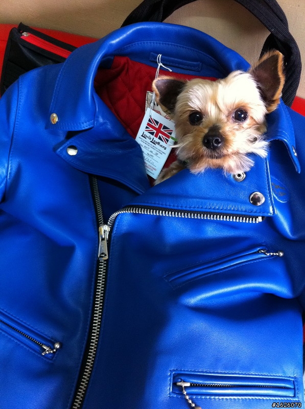 已更新[ED分享]Lewis Leathers 藍色龍捲風 441T