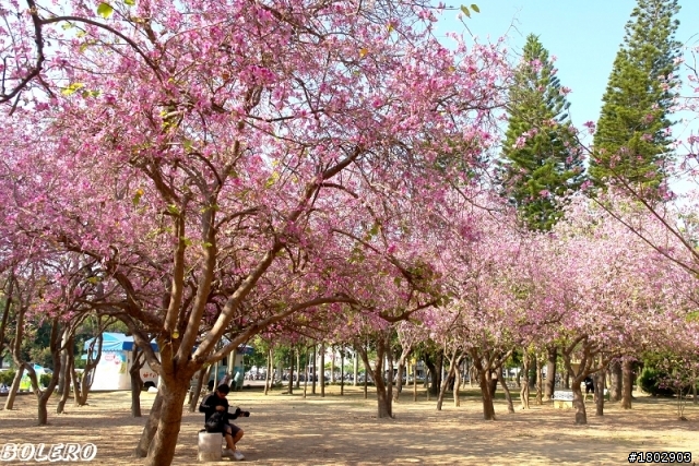 [分享]台南公園羊蹄甲盛開中