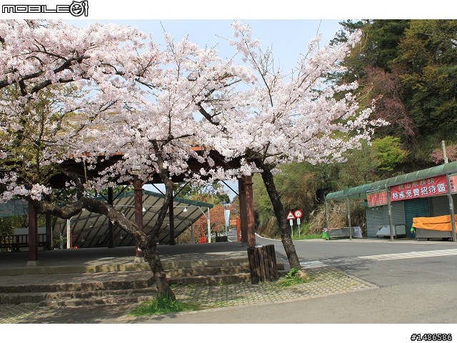 賞櫻花