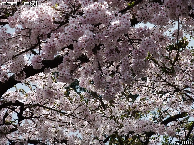 賞櫻花