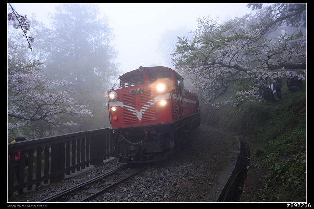 D-700之阿里山花季試拍