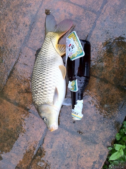 前幾天釣到的鯉魚!