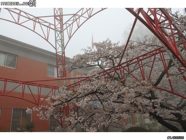 賞櫻花