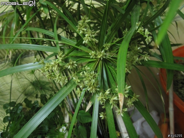 輪散沙草會開花?