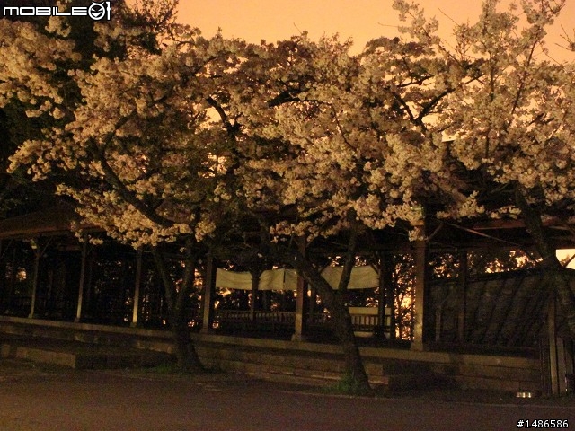 賞櫻花