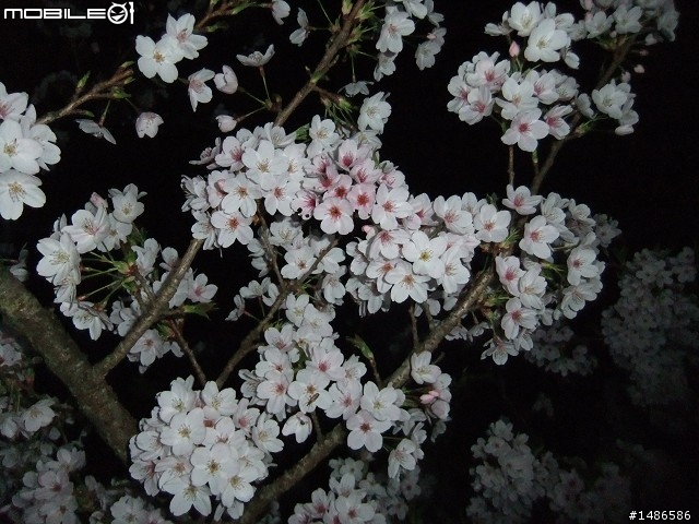 賞櫻花