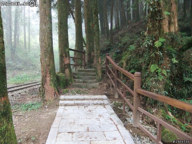 賞櫻花