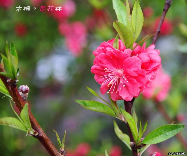 <分享> 木柵。杏花林