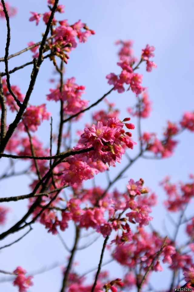 陽明山花卉試驗中心（圖多）