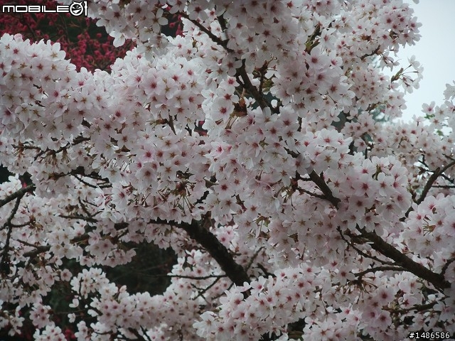 賞櫻花