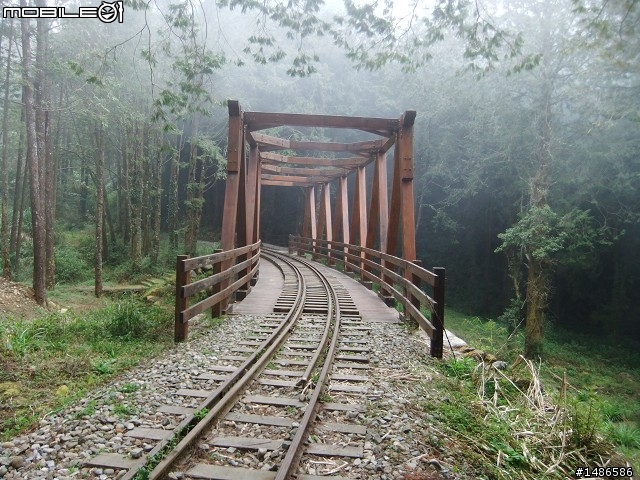 賞櫻花
